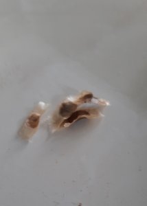 Semente de IP Amarelo Contém 30 Sementes